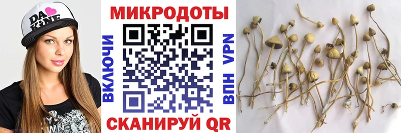 Галлюциногенные грибы Psilocybe  Новотитаровская 
